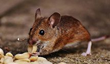 historical-building-pest-preservation-and-protection Experts in Beebe